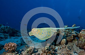 Bluespotted stingray and group of divers.