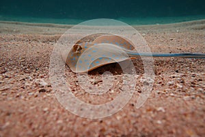 Bluespotted Stingray on the sea sandy bottom