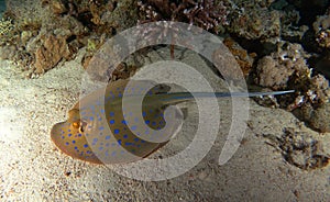 Bluespotted Stingray swim over the sand