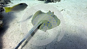 Bluespotted stingray Taeniura Lumma.