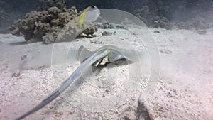 Bluespotted stingray Taeniura Lumma burrows into sand underwater Red sea.