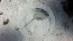 Bluespotted stingray Taeniura Lumma burrows into sand underwater Red sea.