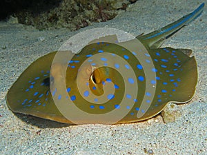 Bluespotted Stingray - Taeniura lymma