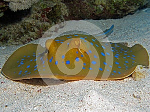 Bluespotted Stingray - Taeniura lymma