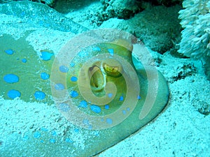 Bluespotted stingray (Taeniura lymma) on the bottom of tropical sea