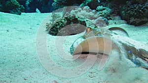 Bluespotted stingray Taeniura lymma on the sandy bottom of the Red Sea, Egypt