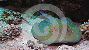 Bluespotted stingray Taeniura lymma on the sandy bottom of the Red Sea, Egypt