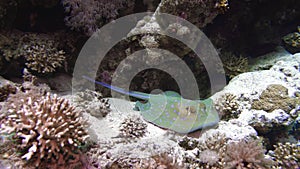 Bluespotted stingray Taeniura lymma on the sandy bottom of the Red Sea, Egypt