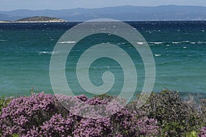 Bluest sea ever. Purple flowers Vourvourou. Greece.