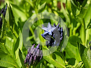 Bluestar (Amsonia) \'Blue ice\' flowering with starry and periwinkle blue flowers in summer among vegetatio