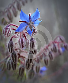 Bluestar Flower (Borage Flower)