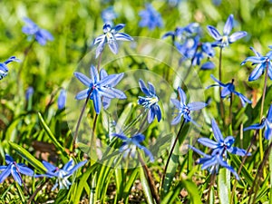 Bluestar flower in the Spring