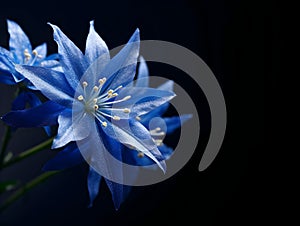 Bluestar flower in studio background, single bluestar flower, Beautiful flower photo