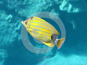 Bluestripe Butterflyfish (kikakapu)