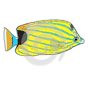 Bluestripe Butterflyfish Vector illustration