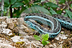 Bluestripe Garter Snake