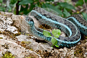 Bluestripe Garter Snake photo