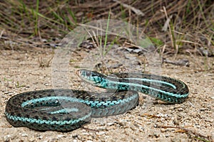 Bluestripe Garter Snake Thamnophis sirtalis similis photo