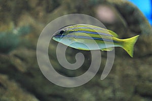 Bluestripe snapper photo