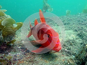 Bluestriped Goatfish
