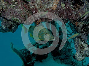 Bluestriped grunt among the corals