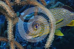 Bluestriped Grunt (Haemulon sciurus)