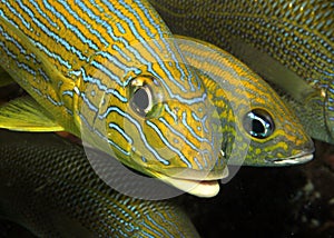 Bluestriped Grunt fish underwater