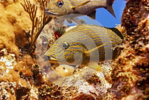 Bluestriped Grunt hiding in the coral