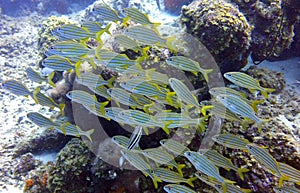 Bluestriped grunt school in the reef