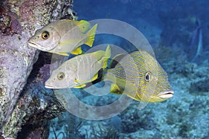 Bluestriped Grunt and Schoolmaster