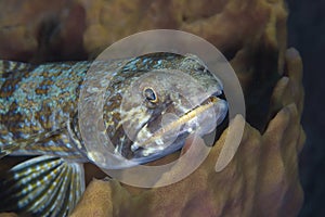 Bluestriped Lizardfish
