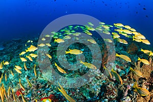 Bluestriped Snapper on a reef