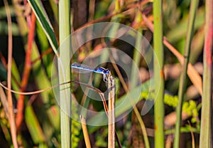 Bluet, damselfly, dragonfly family, insect