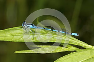 Bluet damselfly perched on a leaf in New Hampshire.