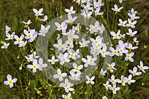 Bluet flowers from Mt. Sunapee in Newbury, New Hampshire