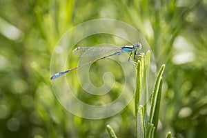 A bluetail damselfly