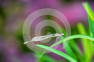 Bluetail damselfly on a green leaf