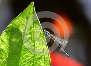 Bluetail damselfly on a green leaf