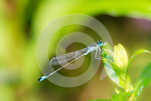 Bluetail damselfly on a green leaf