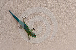 Bluetail Day Gecko, Phelsuma cepediana, resting vertical on a wall, La Gaulette, Mauritius