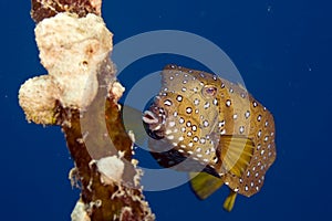 Bluetail trunkfish fem. (oastracion cyanurus)