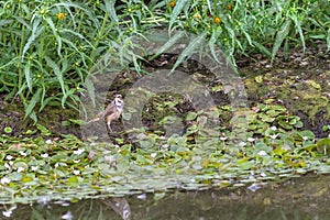 Bluethroat