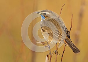 Bluethroat photo