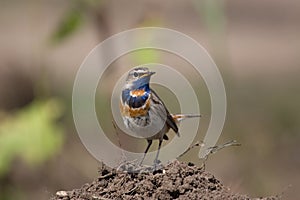 Bluethroat 3