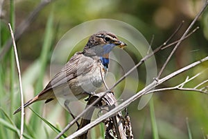 Bluethroat