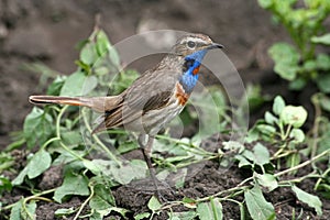 Bluethroat photo