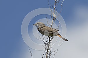 Bluethroat