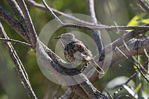 Bluethroat