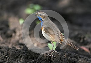 Bluethroat