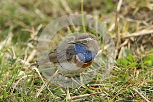 Bluethroat